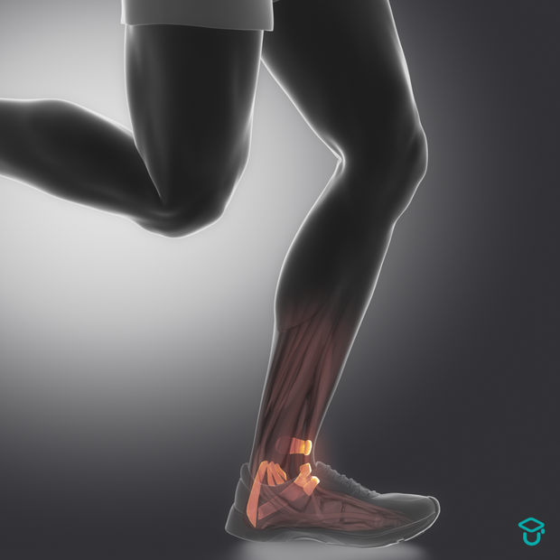 The Ankle - exercise physiology & rehab progressions